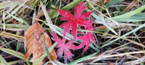IMG_20211024_121142